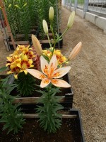 [5042 OrangeErectric No01.JPG]